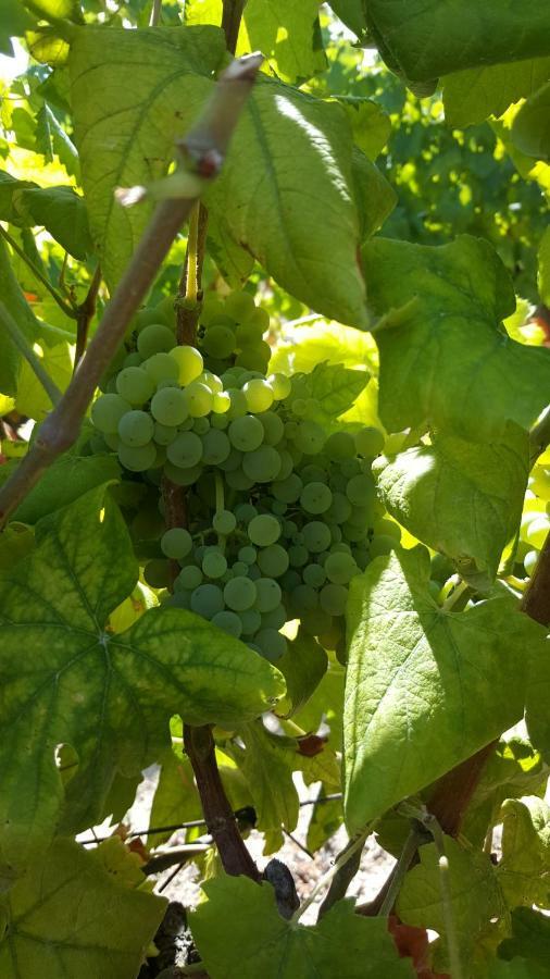 Quinta Do Acipreste Lamego Bagian luar foto